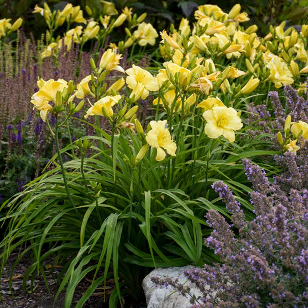 Rainbow Rhythm® Going Bananas Daylily Pw® # 1 PW Cont