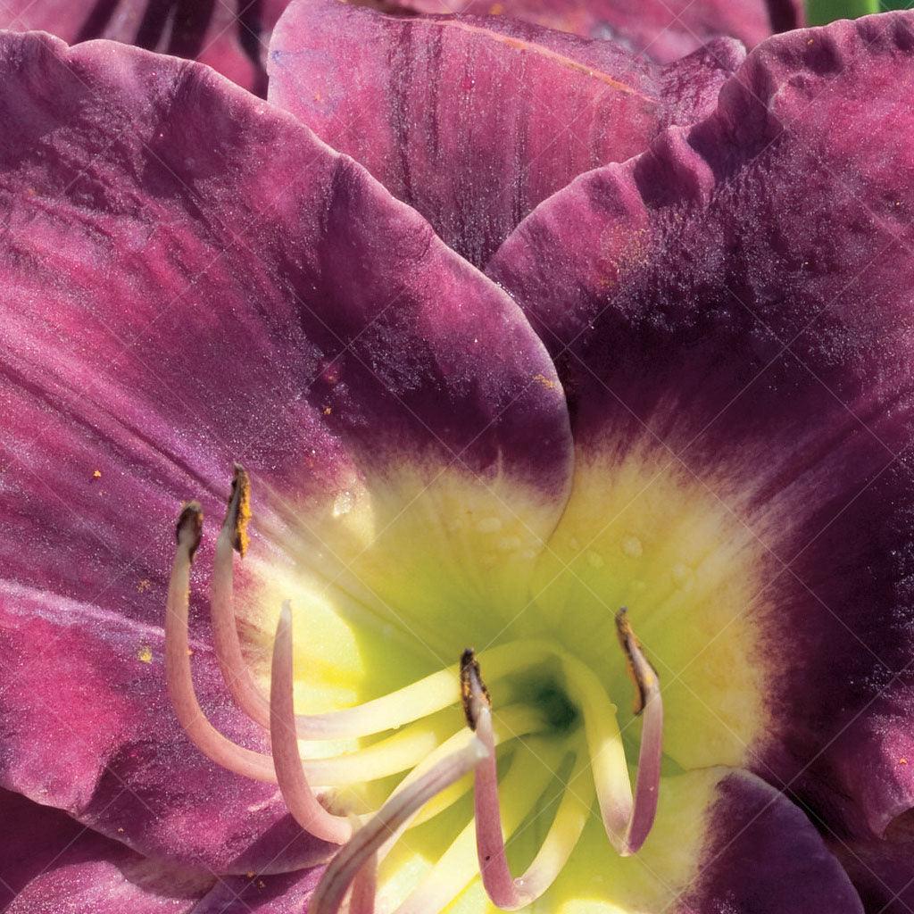 Introducing Purple D&#39;Oro Daylily, a captivating perennial that will infuse your garden with a profusion of beauty and color. This variety boasts an abundance of stunning lavender-purple flowers, each adorned with chartreuse throats, creating a striking contrast that is sure to catch the eye.