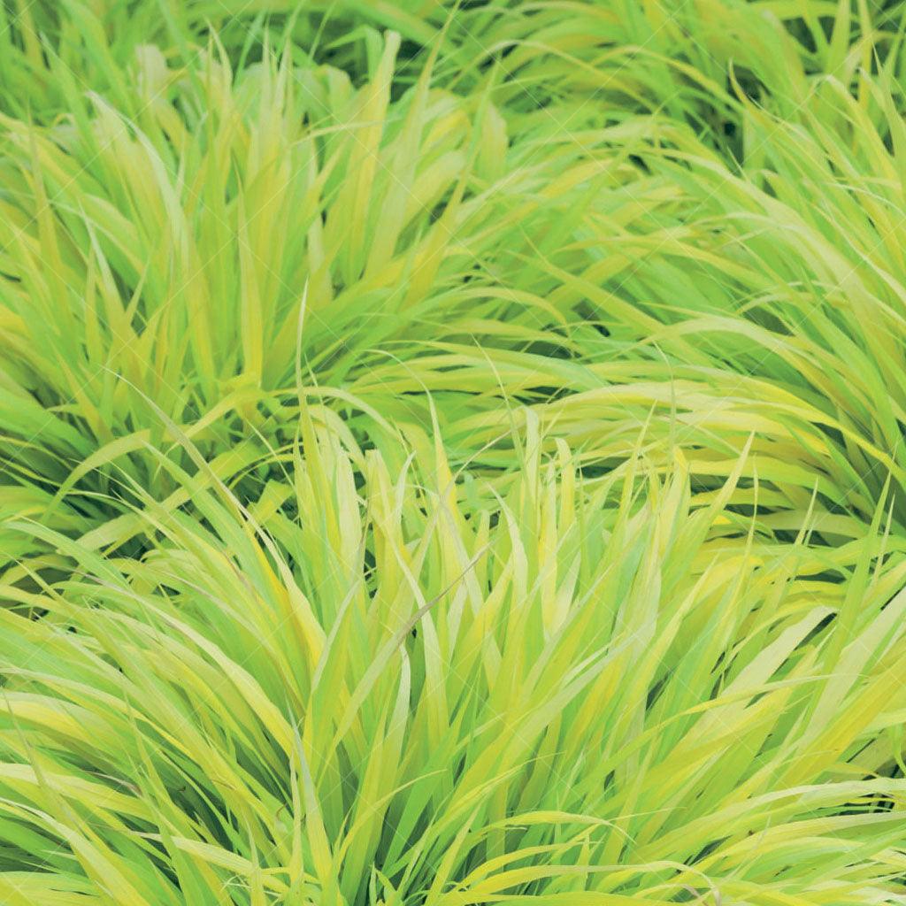 The All Gold Japanese Forest Grass is a versatile and striking plant that thrives in partial shade to full shade. It can be used in various ways to enhance your garden. Its vibrant golden foliage creates a beautiful contrast and brings brightness to shady areas. You can consider mass planting it to create a stunning ground cover or use it as a focal point in a container garden.