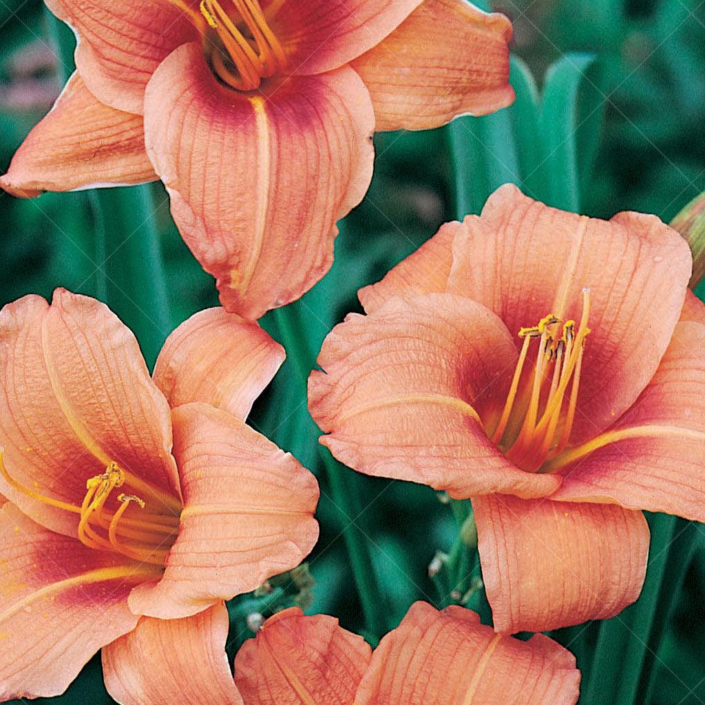 Introducing the Rocket City Daylily, a vibrant and eye-catching perennial that adds a burst of color to your garden. This daylily variety features stunning orange petals with a darker orange eye, creating a captivating and dynamic display. The large and showy flowers bloom abundantly, bringing a sense of energy and vibrancy to the landscape. Thriving in full to part sun, the Rocket City Daylily requires ample sunlight to showcase its brilliant blooms.