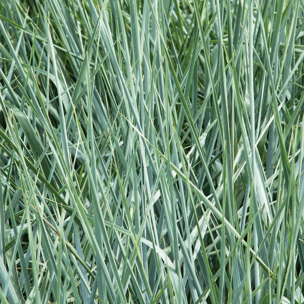 Blue Dune Blue Lyme Grass # 1 CG