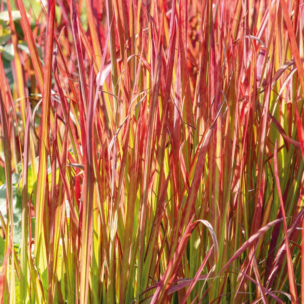 Experience the captivating allure of the Red Baron Japanese Blood Grass- a unique and ornamental grass that is sure to make a bold statement in your garden. With its light-green leaves adorned with bright red tips, this grass offers a surprising and pleasing color contrast that adds visual interest to ground cover plantings. 