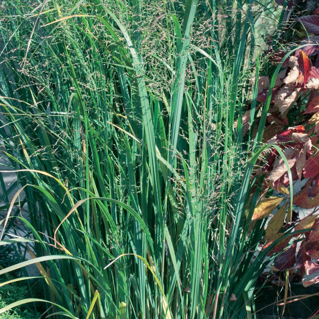 Northwind Tall Switch Grass is an excellent choice for incorporating vertical interest into your landscape design. This grass variety features wide, erect stems that remain upright without any risk of flopping over. Its strong and structured form adds a sense of stability and visual impact to your garden. 