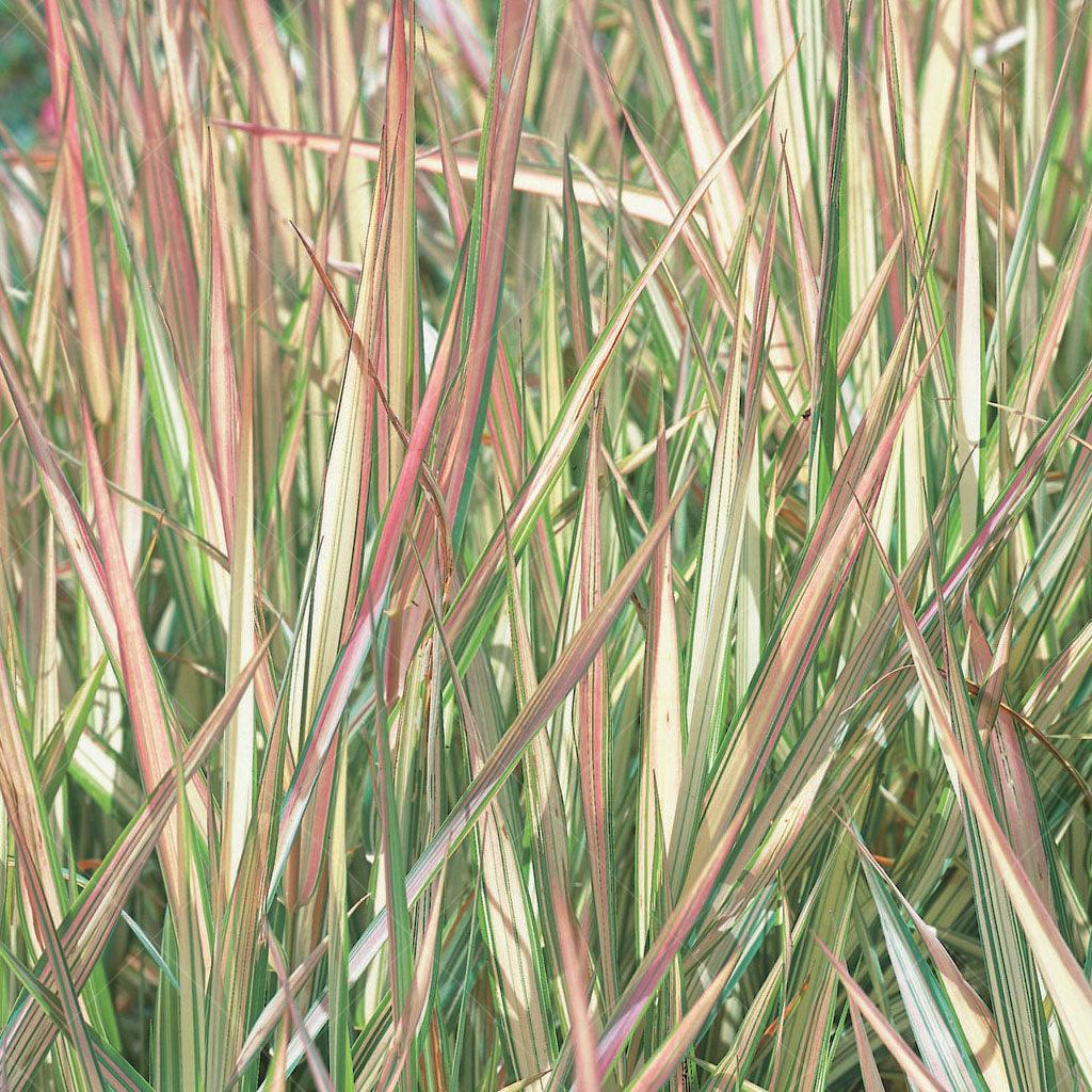 Tricolor Ribbon Grass