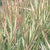 Tricolor Ribbon Grass