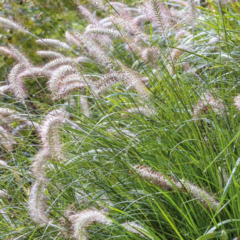 Introducing the Hameln Fountain Grass - a charming dwarf grass that brings a touch of elegance to your garden. With its light tan-colored plumes gracefully floating above the foliage in late summer, this grass creates a mesmerizing display. 