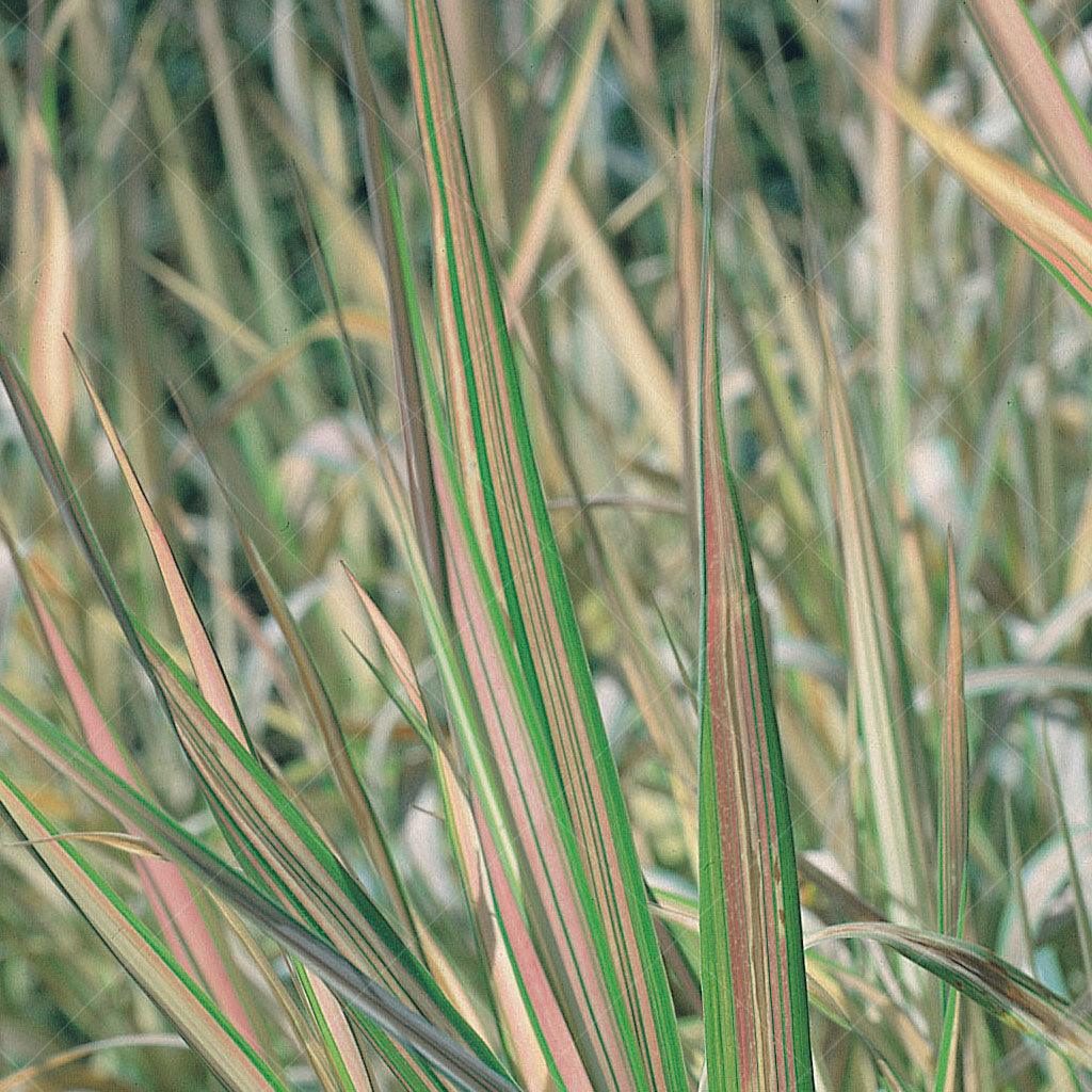 This variety of ribbon grass features foliage with white stripes delicately blushed with pink, creating a visually striking and dynamic appearance. The leaves form a graceful and arching mound, providing an attractive backdrop for other plants. In early summer, panicles of soft white flowers emerge, adding a delicate and airy touch to the landscape.