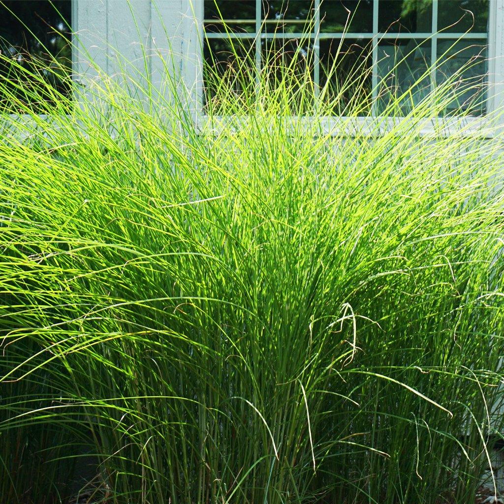 This elegant and flexible grass boasts thin, delicate leaves with an alluring silver accents. Its fine, feathery texture adds a touch of sophistication to any landscape. By autumn, the red-copper plumes take on an eye-catching silvery white shade.