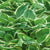 Its lush foliage, featuring deep green leaves with a striking creamy-white margin, adds elegance to any garden or landscape. This Hosta variety is well-suited for mass planting, creating a stunning display of vibrant foliage. It also works effectively as a ground cover, forming a dense and attractive carpet. In addition to its aesthetic appeal, the Francee Hosta attracts hummingbirds with its nectar-rich flowers, adding a touch of liveliness to your garden. 