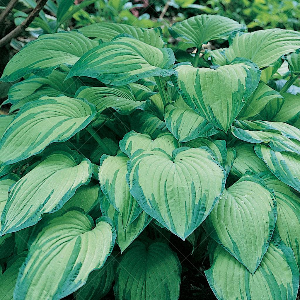 Albo Picta Hosta