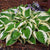 Whether used for mass plantings, ground cover, or container gardening, the Patriot Hosta brings a touch of elegance and beauty to any landscape. Its lush leaves, featuring a striking combination of dark green centers and crisp white margins, create a visually captivating contrast. Additionally, this Hosta variety has the added benefit of attracting hummingbirds with its nectar-rich flowers, adding a delightful touch of nature to your garden. Spreads 60cm and is ideal for zones 2-9.