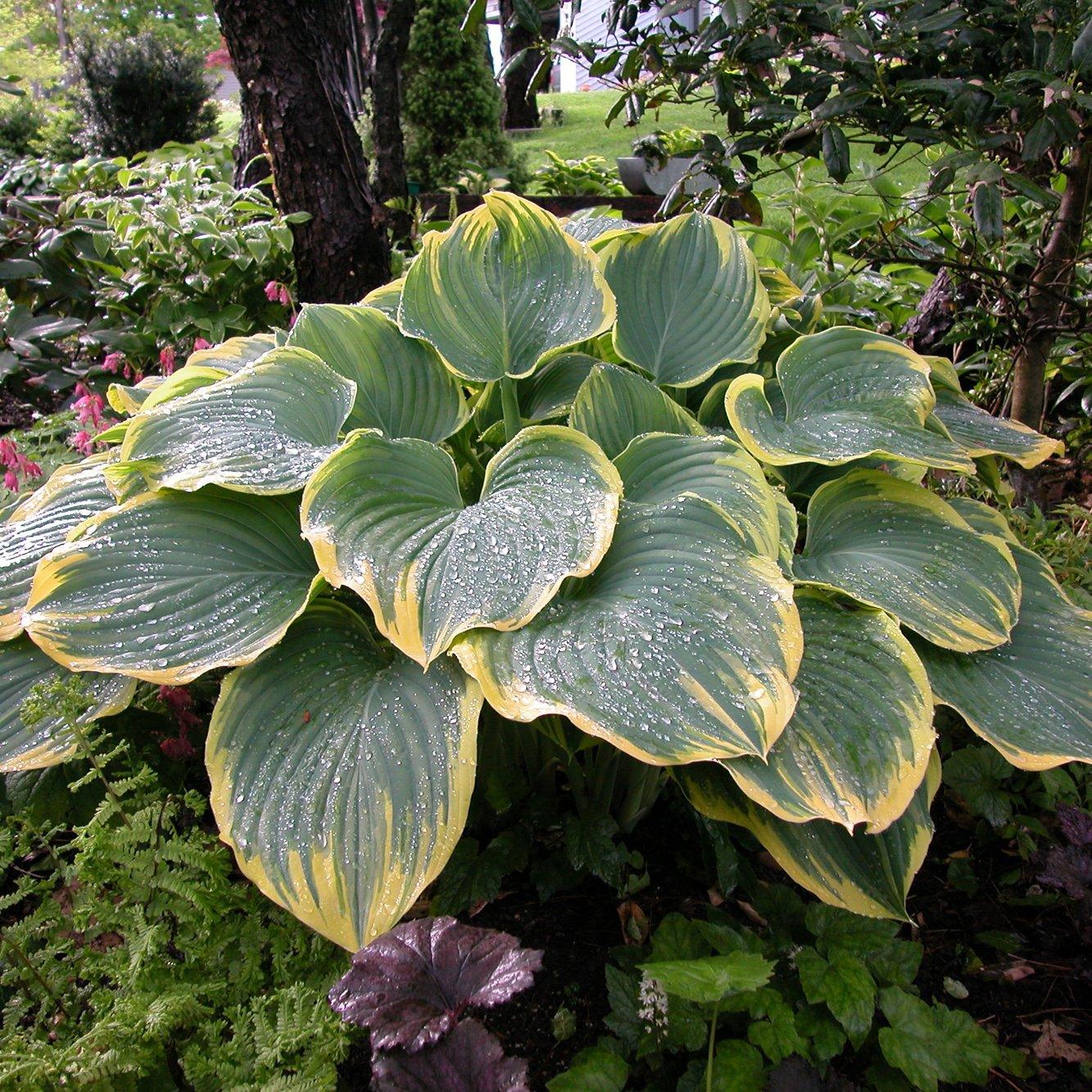Sagae Hosta