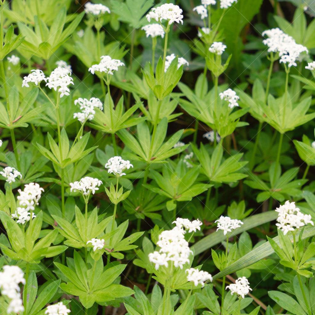 Sweet Woodruff # 1 CG