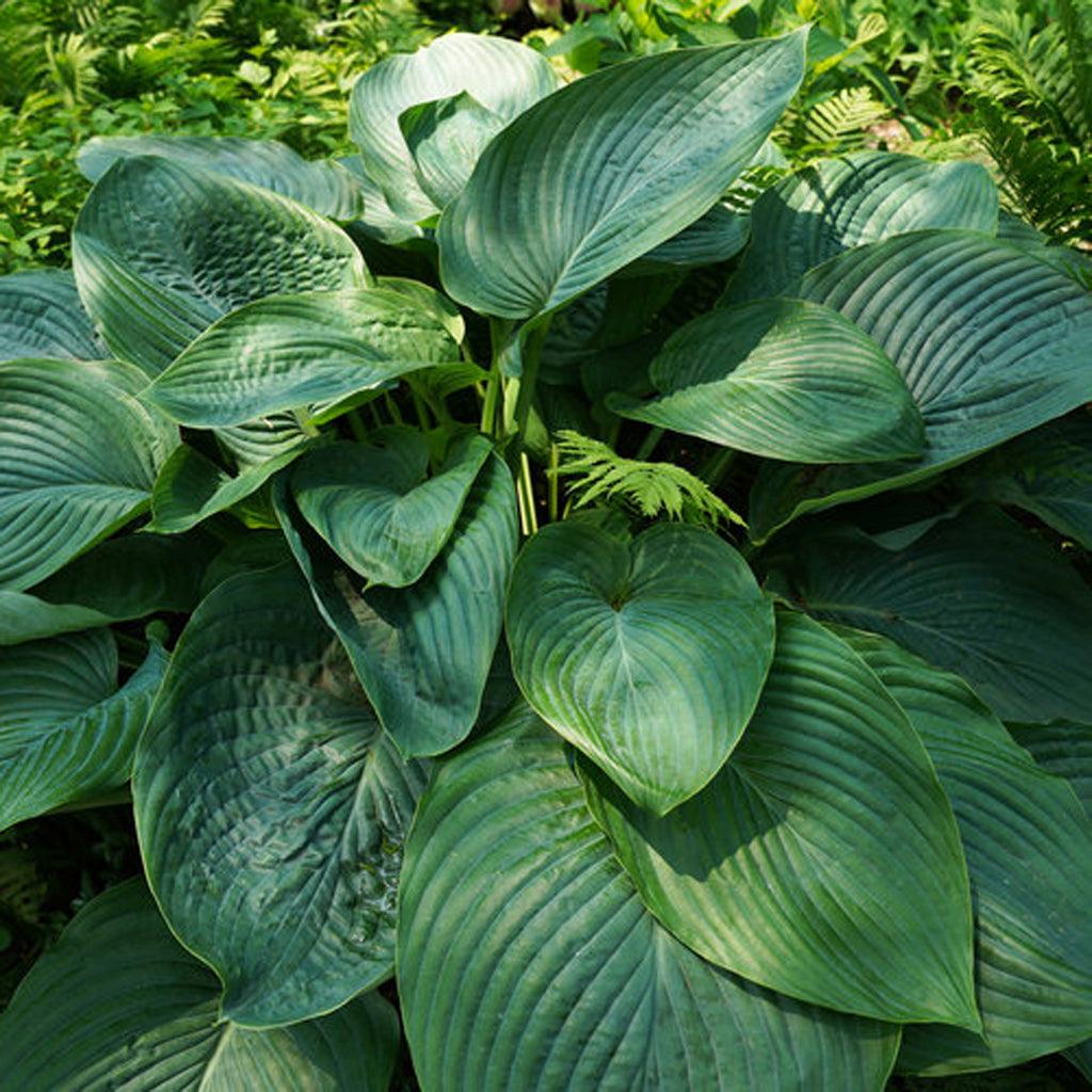 The Shadowland® Empress Wu Hosta Pw® is a striking and renowned Hosta variety, celebrated as the largest known Hosta available. Its impressive size is evident through its huge, thick, and dark green leaves, which make a bold statement in any garden. Adding to its allure, the Hosta produces pale reddish-violet flowers that provide a touch of color.