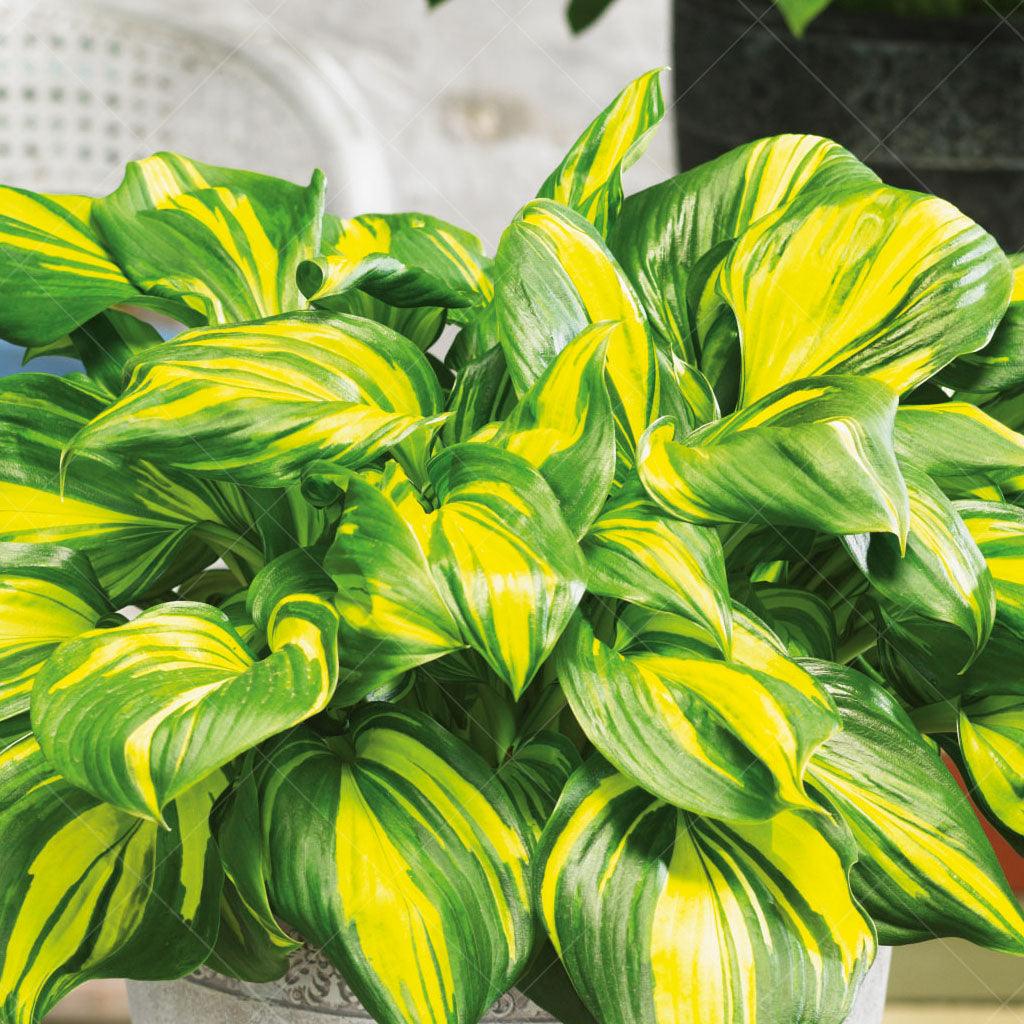 Rainbows End Hosta # 1 CG