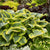 This Hosta variety forms a large mound of dark green leaves with a striking chartreuse to gold margin, creating a visually stunning display. With a mature height of 65cm and a spread of 90cm, it becomes a standout feature in any garden. Ideal for zones 3-9. Thriving in full to part shade, it is perfect for shaded areas or under tree canopies.