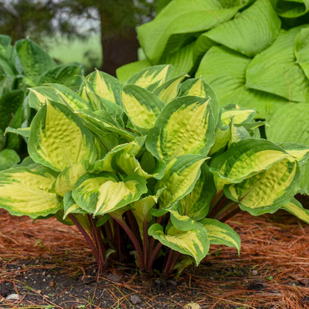 Create a lush, colorful landscape with Island Breeze Hosta # 1 CG. The plant&#39;s bright yellow leaves with green margins on red stems add a pop of color to any garden. These leaves turn a stunning chartreuse when grown in full shade, making it a versatile and easy-to-care-for plant. With a mature height of 30cm and a spread of 45cm, the Island Breeze Hosta is a compact and approachable addition to your garden. Enjoy its beauty in full to part shade.