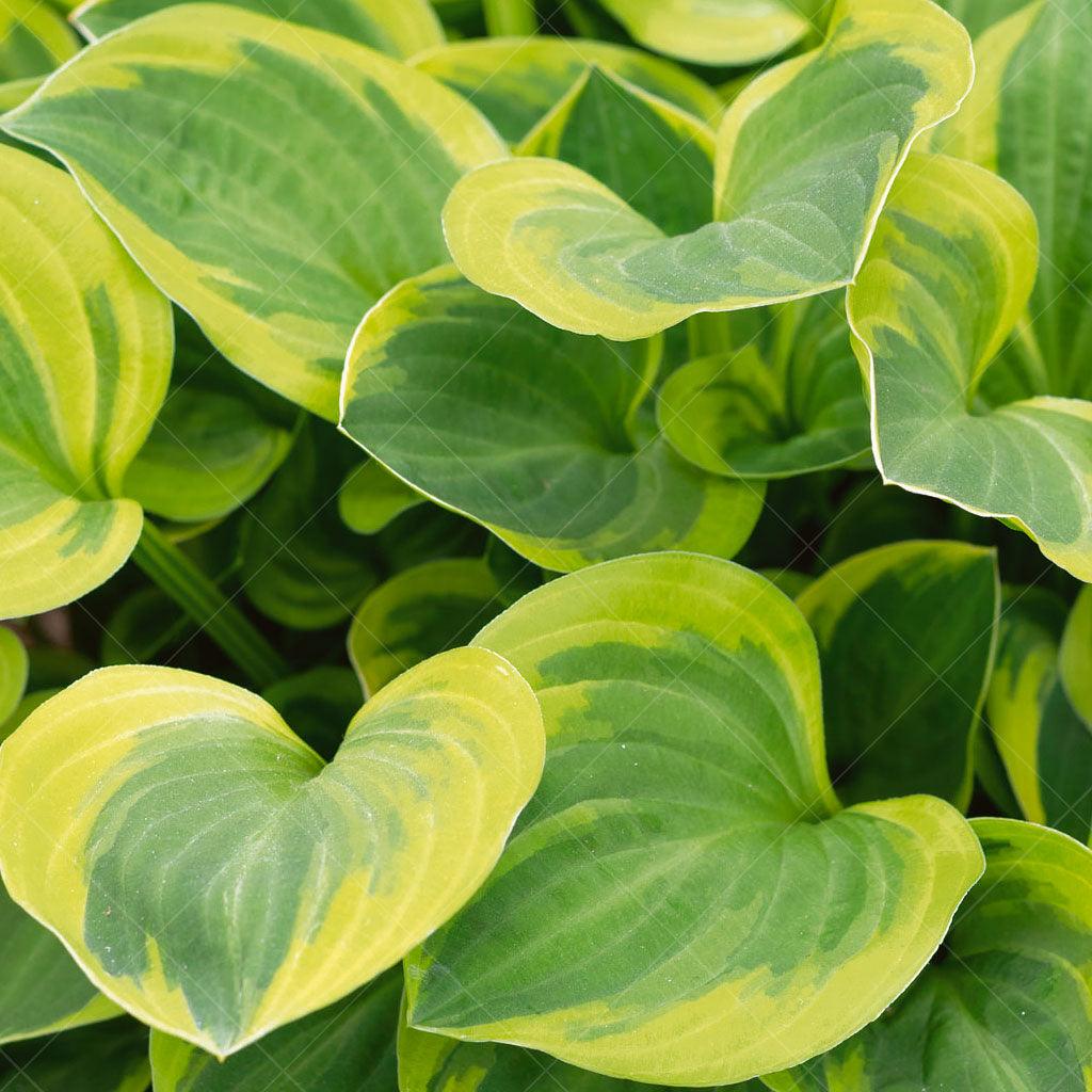 This small to medium-sized Hosta features foliage that transforms from green with chartreuse margins to a vibrant yellow as it matures, creating a stunning visual display. With a mature height of 40cm and a spread of 90cm, it is suitable for various garden settings. Ideal for zones 3-9. Thriving in full to part shade, it is perfect for shaded areas or under tree canopies. 