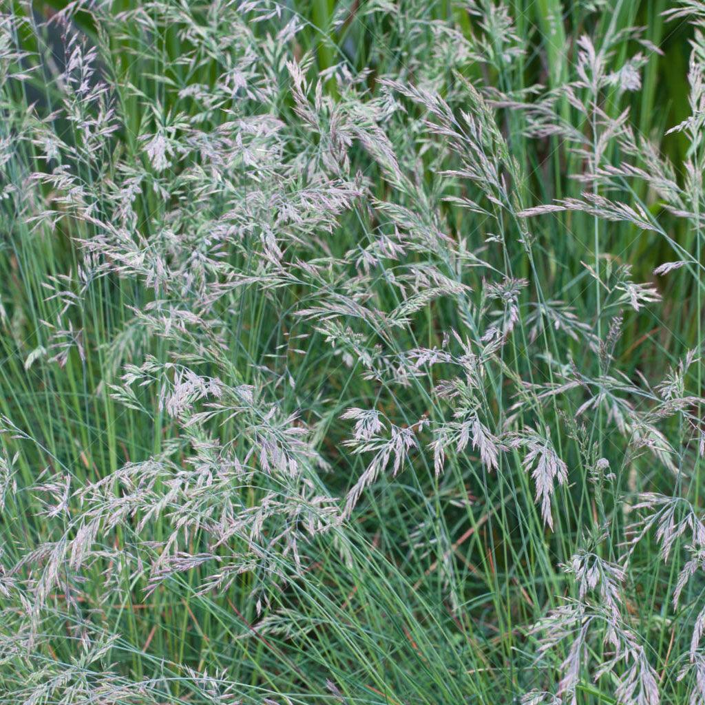 Tufted Hair Grass