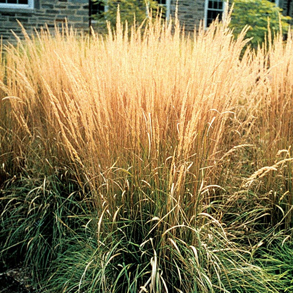 Introducing the Karl Foerster Feather Reed Grass- a remarkable cultivar that stands out with its early blooming and stunning fronds. This variety tends to flower earlier than other feather reed grasses, adding a touch of anticipation to your garden. The tall and airy fronds emerge with a delightful pinkish hue, creating a visually pleasing contrast against the backdrop of greenery. 