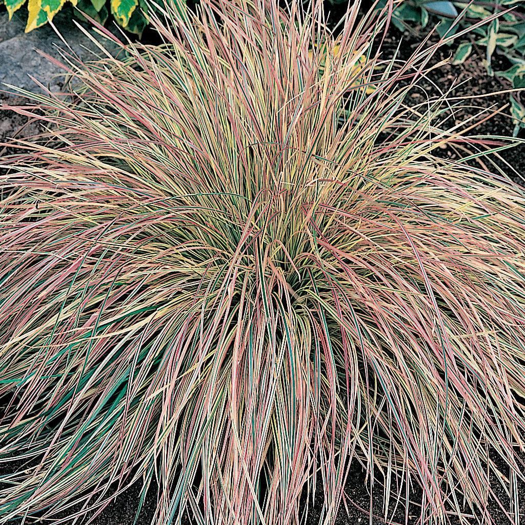 Northern Lights Tufted Hair Grass is a delightful grass that adds a touch of charm to any garden. Its cream and green variegated foliage creates a lovely display throughout the growing season, bringing a splash of color and texture to your outdoor space.