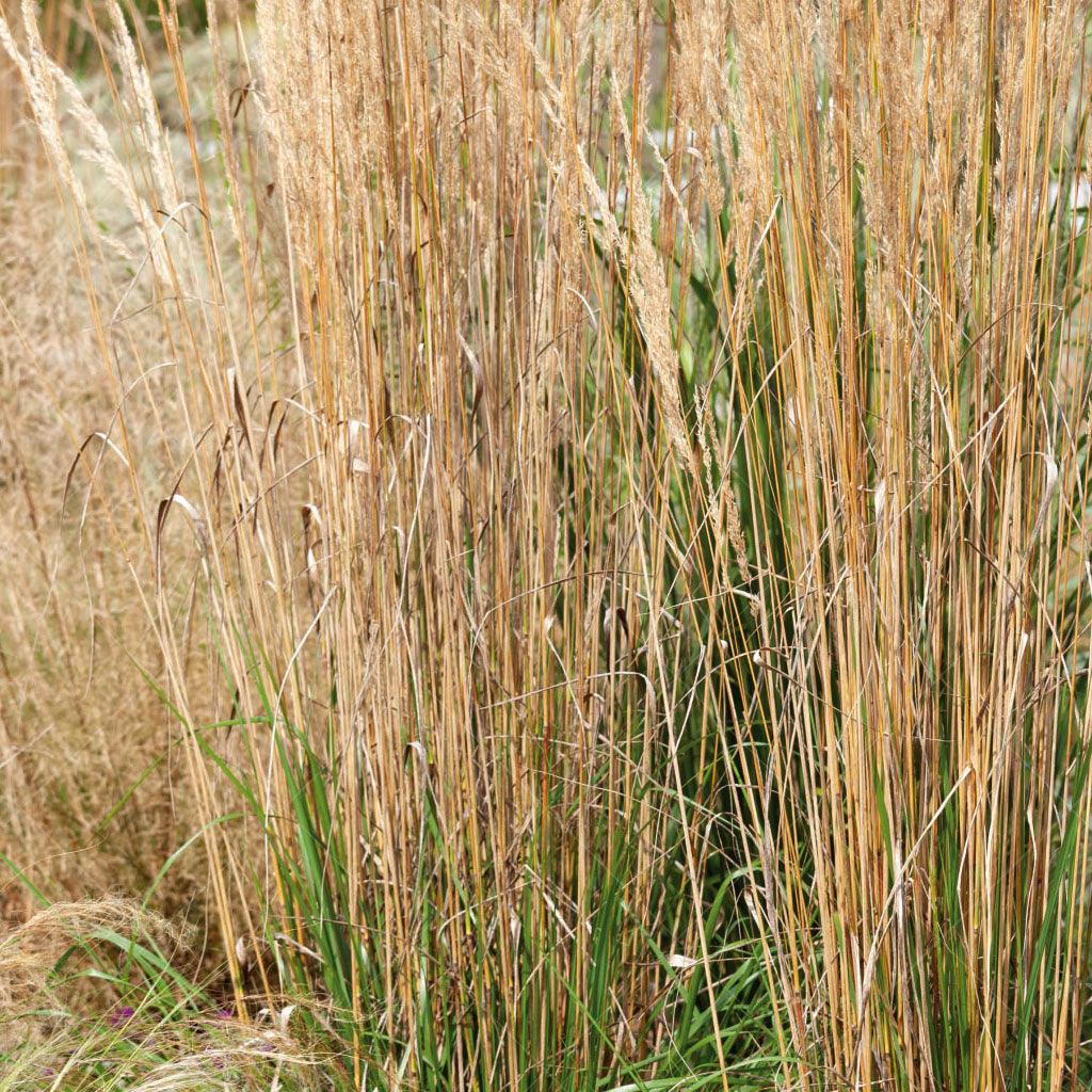 Introducing the Karl Foerster Feather Reed Grass- a remarkable cultivar that stands out with its early blooming and stunning fronds. This variety tends to flower earlier than other feather reed grasses, adding a touch of anticipation to your garden.