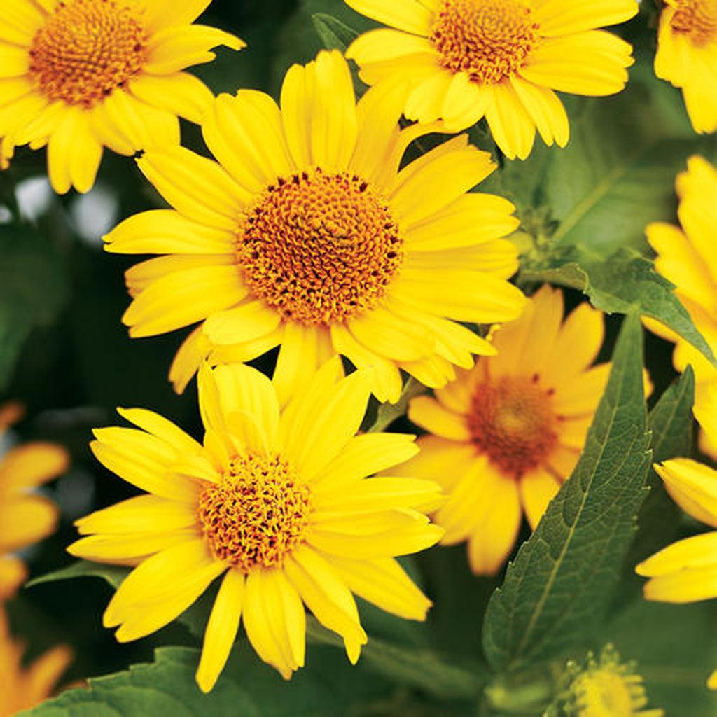 Tuscan Sun® False Sunflower is a compact and vibrant perennial that adds a splash of sunny color to any garden. Known for its bright yellow flowers, this variety of Heliopsis is the most compact in its species. It thrives in full to part sun conditions, making it adaptable to various light levels. The mature height of Tuscan Sun® False Sunflower reaches around 90cm, with a spread of 60cm, creating a bushy and well-rounded form.