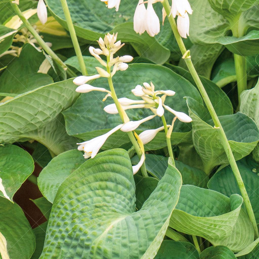 This Hosta variety showcases giant, deeply cupped, and corrugated leaves in a beautiful powder blue-green shade. With a mature height of 45cm and a spread of 90cm, it creates an impressive presence in garden beds or as a focal point. In the summer, it produces elegant white flowers, adding a touch of grace and beauty to the already captivating foliage. Ideal for zones 3-9. Thriving in full to part shade, the Drinking Gourd Hosta is well-suited for shaded areas or under tree canopies.