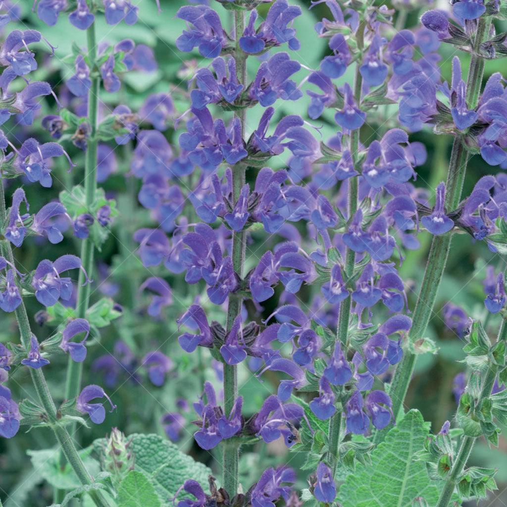 The Maynight Perennial Sage is a stunning herbaceous perennial that adds a touch of elegance to any garden. Its compact mounds of soft, green foliage serve as a beautiful backdrop for the tall spikes of indigo blue flowers that rise above them. These vibrant blooms create a striking visual display and attract pollinators like bees and butterflies to your garden.
