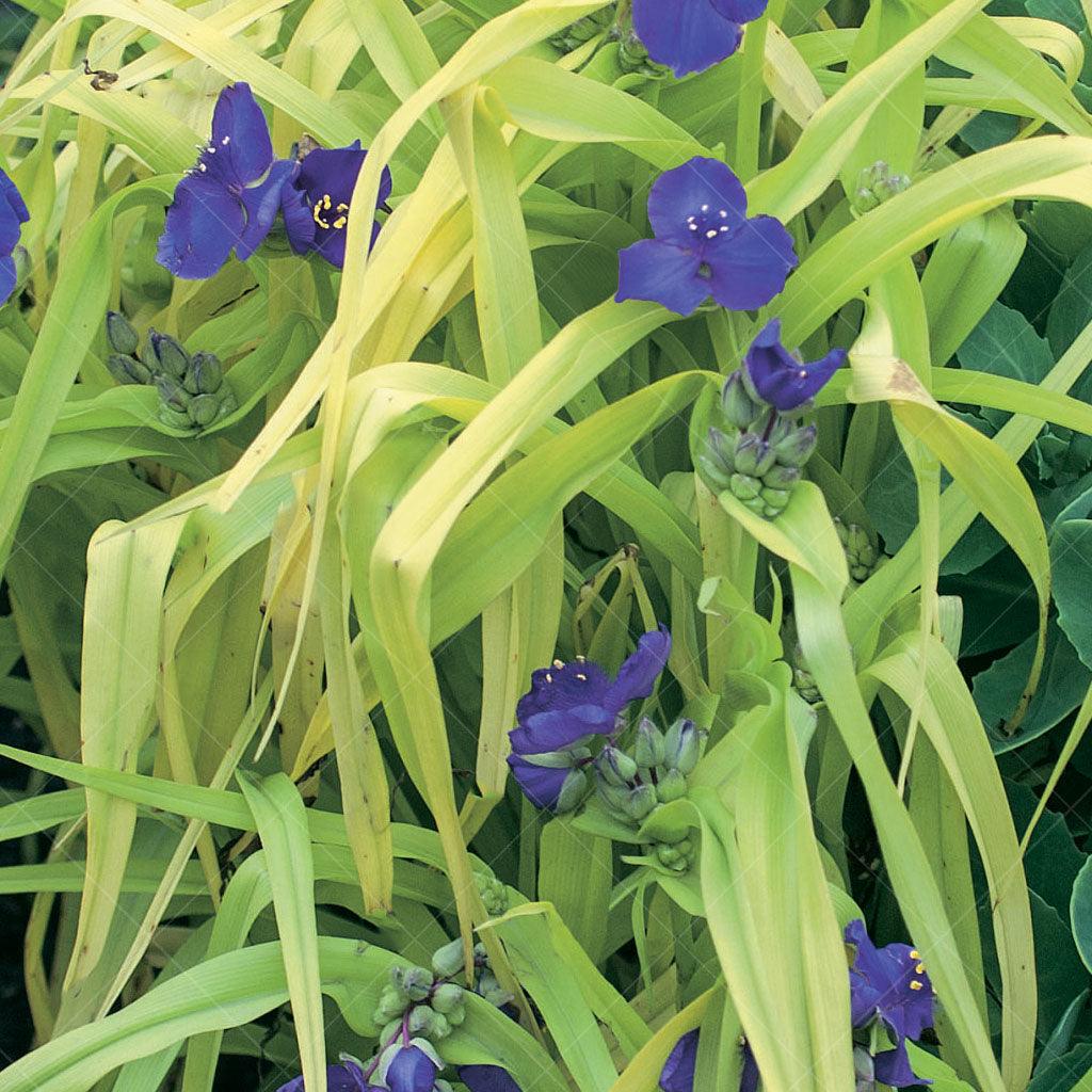This variety of Spiderwort features brilliant gold foliage that stands out in any landscape, creating a stunning focal point. The leaves are long and slender, adding a graceful and elegant touch to the plant. In the spring and summer, clusters of beautiful violet-blue blooms appear, contrasting beautifully against the golden foliage.