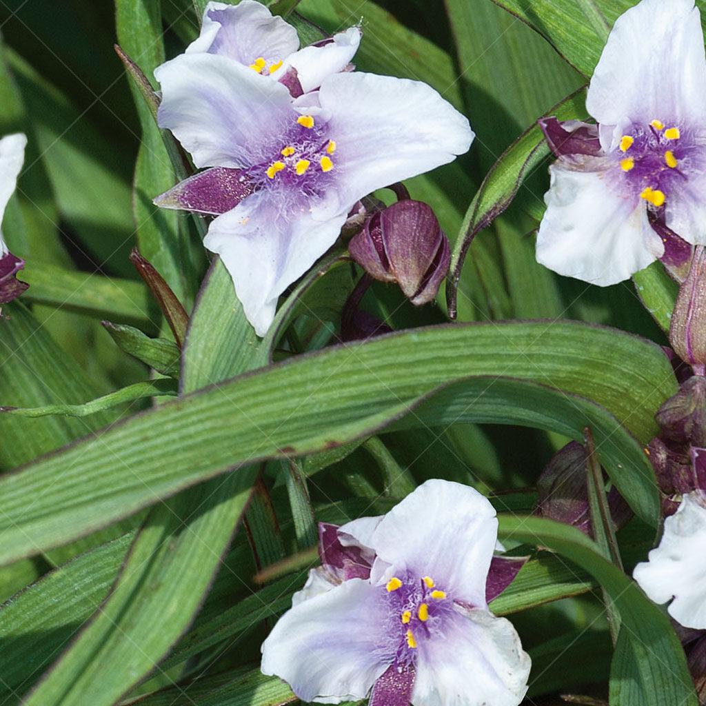 Bilberry Ice Spiderwort is a striking perennial with narrow, grassy foliage that adds an elegant touch to any garden. Its triangular lavender-blue flowers create a beautiful contrast against the green foliage, adding a splash of color to your landscape.