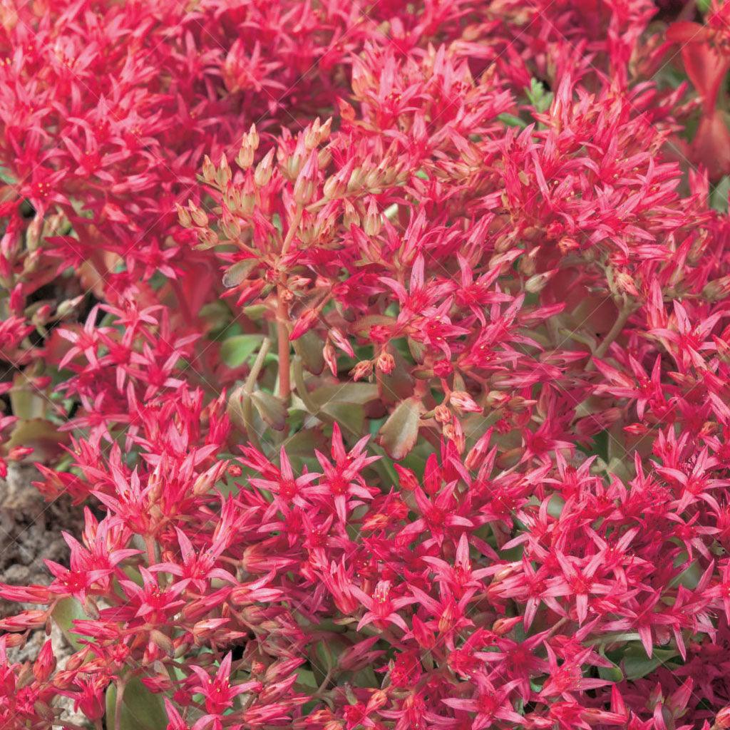 Dragons Blood Stonecrop