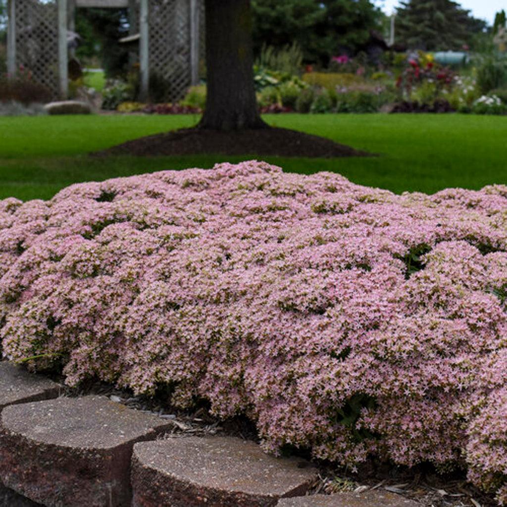 Rock &#39;N Round® Pure Joy Stonecrop Pw® # 1 PW Cont