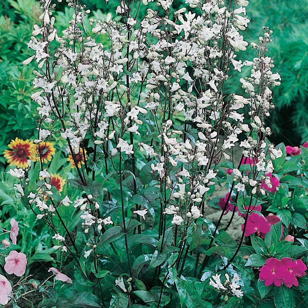 This variety of Beardtongue features deep burgundy foliage that brings rich color and texture to your landscape. Showy spikes of white flowers rise above the foliage, creating a striking contrast and a beautiful focal point. The white blooms not only add a touch of grace but also attract hummingbirds, inviting these delightful creatures to your garden. Thriving in full to part sun, the Husker Red Beardtongue is well-suited for sunny borders, cottage gardens, or mixed perennial beds. 