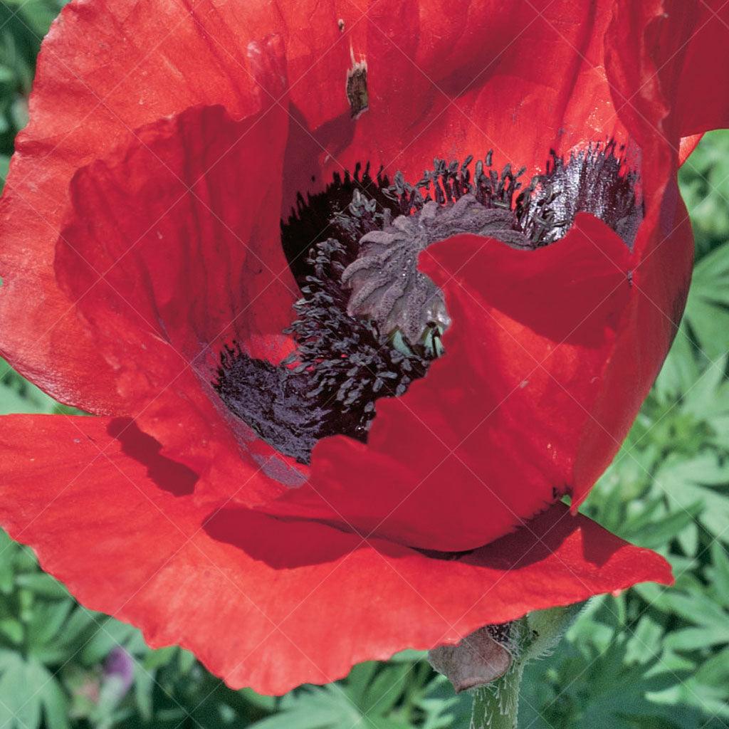 Brilliant Oriental Poppy