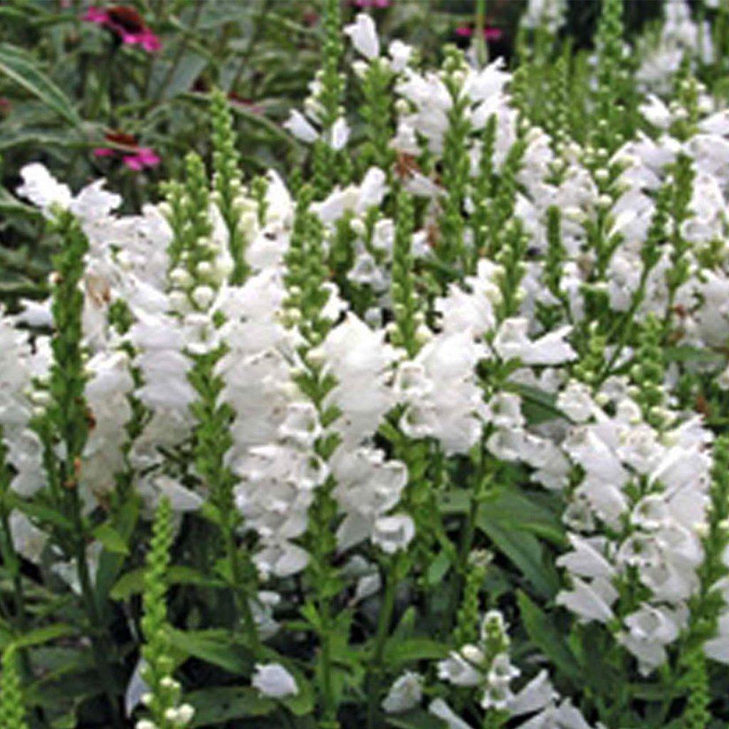 Miss Manners Obedient Plant  # 1 SGC Cont