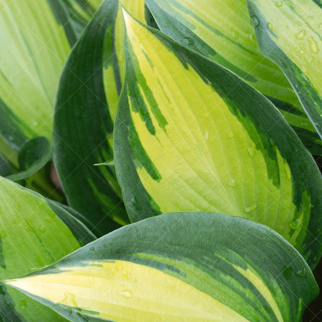 With its attractive foliage and versatile nature, it can serve as an excellent accent plant, ground cover, or addition to a mixed border. Its vibrant leaves, featuring a combination of chartreuse centers and deep green margins, create a striking visual impact. Spreads 40cm and is ideal for zone 3. 