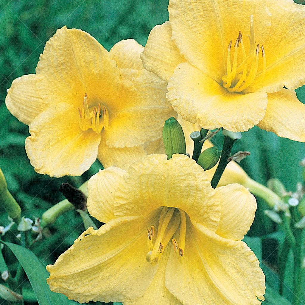 This variety forms a large clump of long, grass-like green foliage, providing a lush and verdant backdrop. Atop tall stems, bright yellow flowers emerge, creating a cheerful and eye-catching display. What sets Happy Returns Daylily #1 CG apart is its remarkable ability to rebloom throughout the summer, ensuring a continuous show of stunning blooms. 