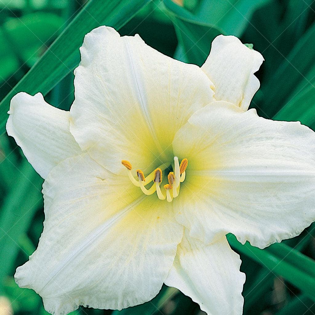 With its vibrant blooms and graceful foliage, the Joan Senior Daylily is perfect for mass planting, creating a captivating display of color and texture. Its robust growth and spreading habit also make it an excellent choice for ground cover, providing a lush carpet of foliage and blooms.