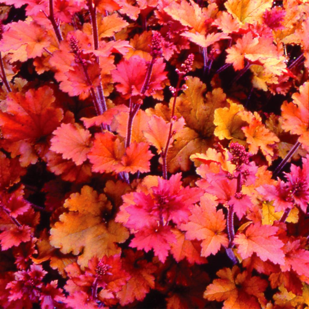 The Marmalade Marmalade Coral Bells is a stunning and versatile plant that thrives in both full sun and partial shade. With its vibrant foliage and compact growth habit, it is an excellent choice for various garden applications. Whether used for mass plantings, container gardening, small-space gardening, or rock gardens, the Marmalade Marmalade Coral Bells adds a burst of color and texture to any setting. Spreads 30 to 60cm, ideal for zones 4-9.