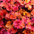 The Marmalade Marmalade Coral Bells is a stunning and versatile plant that thrives in both full sun and partial shade. With its vibrant foliage and compact growth habit, it is an excellent choice for various garden applications. Whether used for mass plantings, container gardening, small-space gardening, or rock gardens, the Marmalade Marmalade Coral Bells adds a burst of color and texture to any setting. Spreads 30 to 60cm, ideal for zones 4-9.