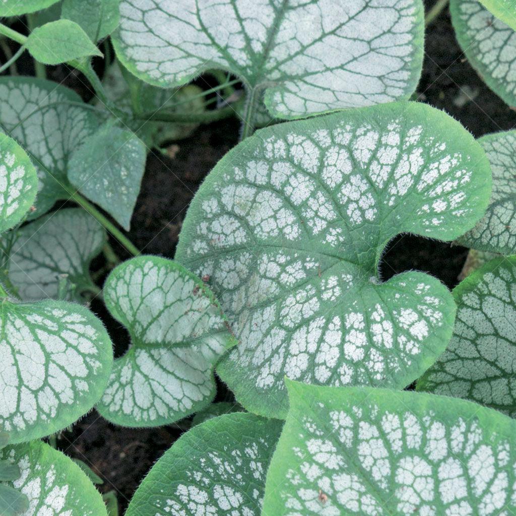 This perennial plant features heart-shaped, silver-veined leaves that have a frosty appearance, reminiscent of a winter landscape. The delicate foliage adds a touch of elegance and texture to your garden, creating a beautiful contrast against other plants. In spring, clusters of small, sky-blue flowers emerge on slender stems, adding a pop of color and attracting pollinators. 