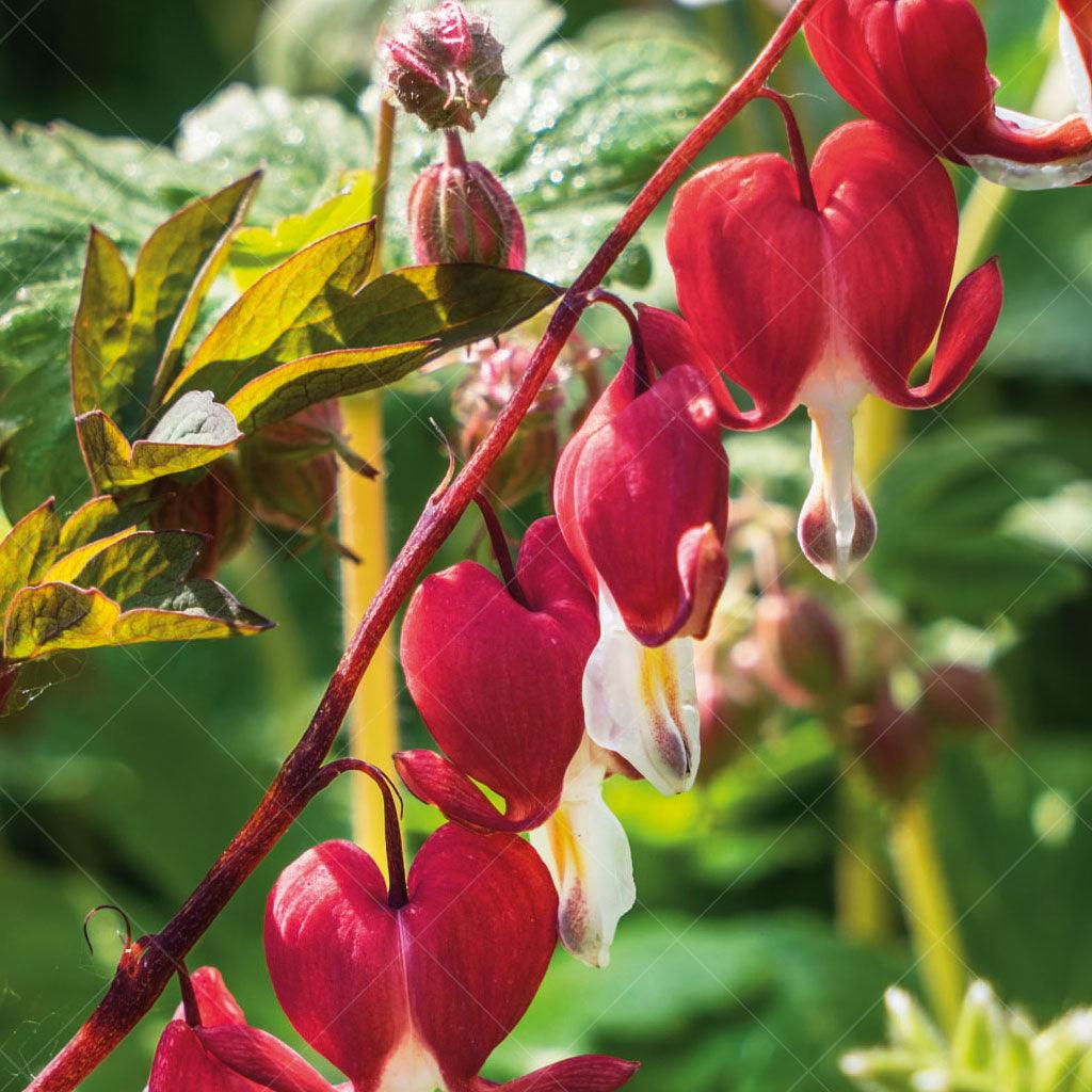 Valentine Bleeding Heart