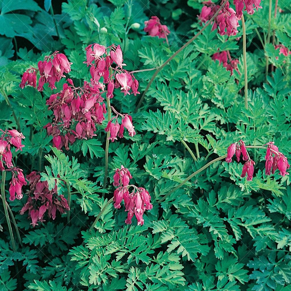 The luxuriant bleeding heart is perfect for adding a touch of beauty to any shady spot in your garden. Its compact size makes it ideal for mass planting or showcasing as a specimen plant. Plus, this versatile plant is ideal for small-space gardening, making it an approachable option for any gardener.