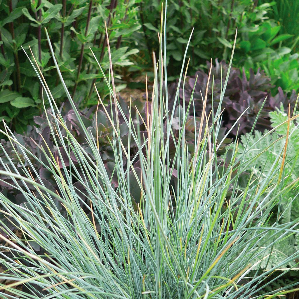 Create a low-maintenance outdoor oasis with Elijah Blue&#39; Blue Fescue. Perfect for small spaces, this versatile plant thrives in containers and rock gardens while requiring minimal watering. Whether you&#39;re looking to brighten up a dull space or add a pop of color, this fescue is a must-have for any garden.