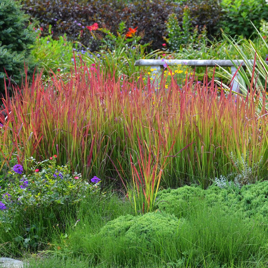 Add some color to your garden with Red Baron Japanese Blood Grass. Its stunning green foliage is accented with bright red tips, making it the perfect addition to any ground cover planting.