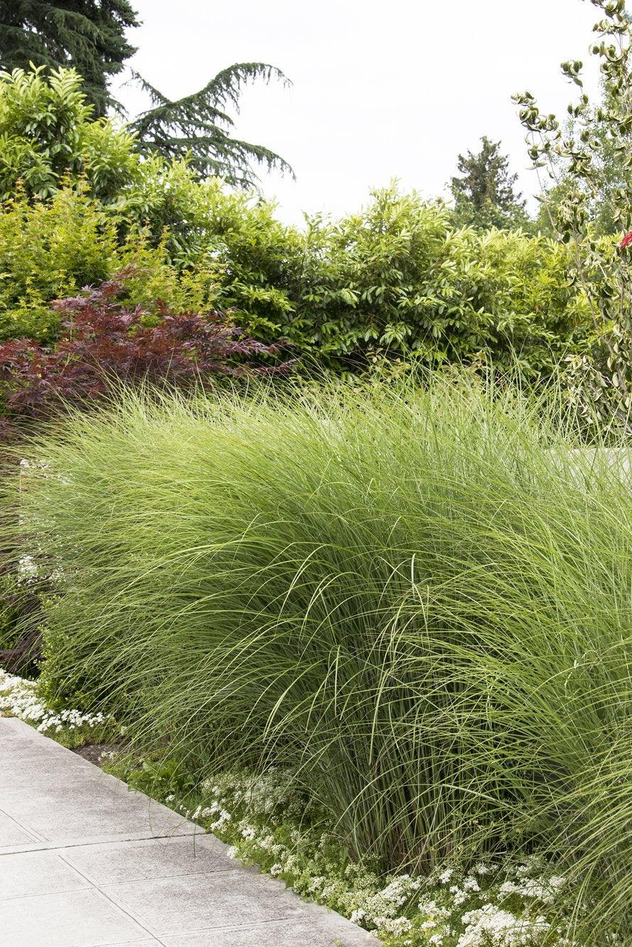 Introducing Gracillimus Maiden Grass, a captivating and versatile addition to your landscape. This attractive clumping ornamental grass showcases fine textured, silver-green blades that create a sense of elegance and delicacy. As the seasons change, the grass transforms into a stunning golden-bronze color, adding warmth and richness to your outdoor space.