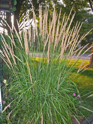 Introducing the Karl Foerster Feather Reed Grass- a remarkable cultivar that stands out with its early blooming and stunning fronds. This variety tends to flower earlier than other feather reed grasses, adding a touch of anticipation to your garden. 