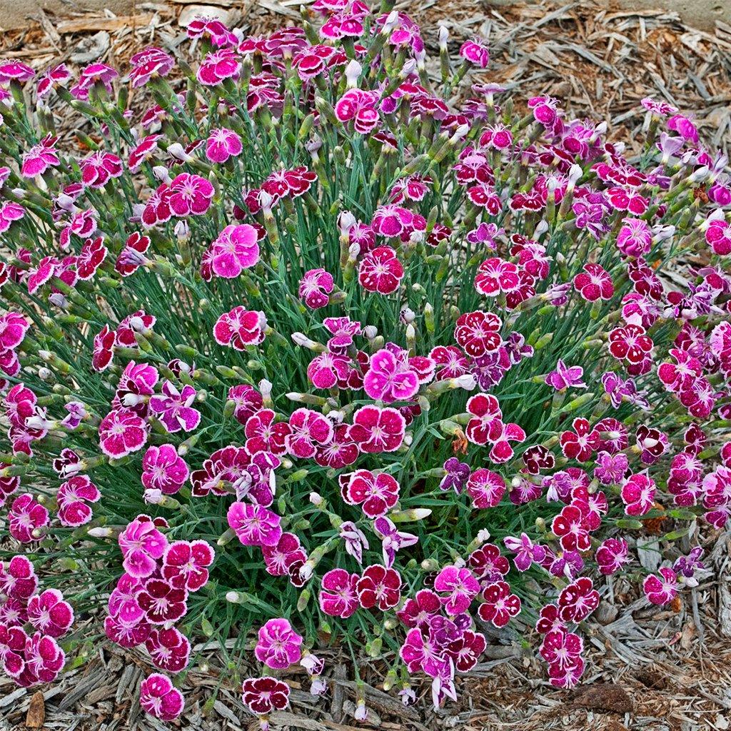 A delightful and fragrant perennial that showcases masses of raspberry-colored flowers with delicate light pink spots and white picotee edges. This charming plant thrives in full to partial sun, adding a burst of color and fragrance to your garden. With a mature height of 25cm and a spread of 60cm, it presents a compact and lush display. 