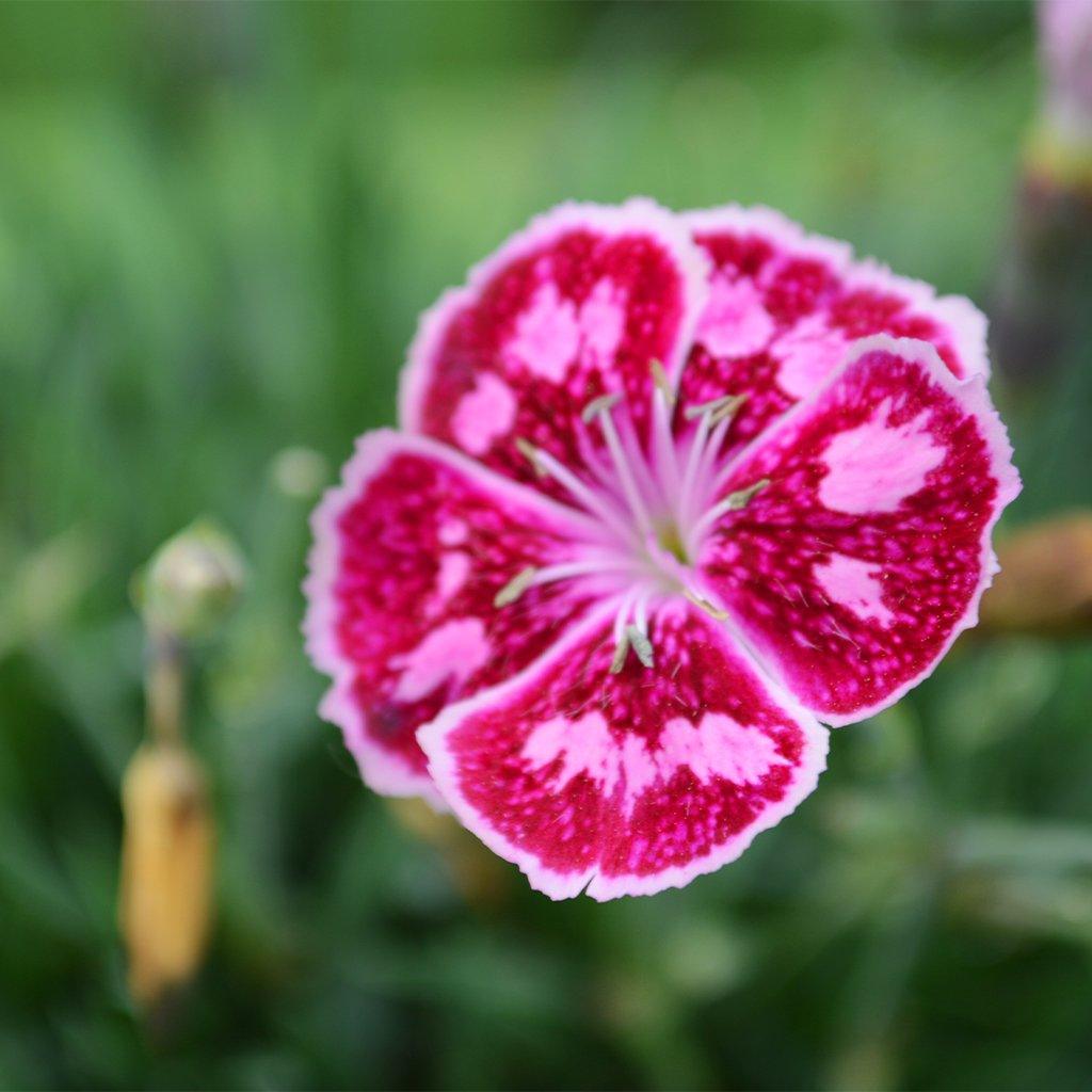 The vibrant raspberry blooms with their charming pink spots and white edges create a captivating visual spectacle. Whether planted in mass groupings or as individual specimens, these flowers bring a touch of elegance and charm to any garden. Ideal for zones 4-9. 